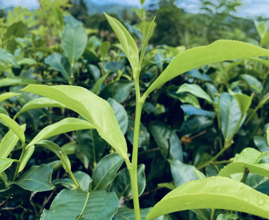 Hingalgoda Tea Factory wins Best Tea Factory in Galle Region